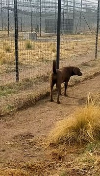 Cute Lion Gives Smooches to Puppy's Paw! (1)