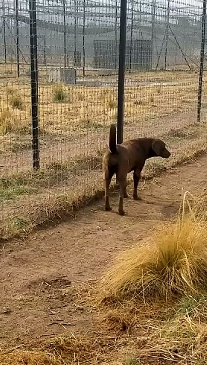 Cute Lion Gives Smooches to Puppy's Paw! (1)