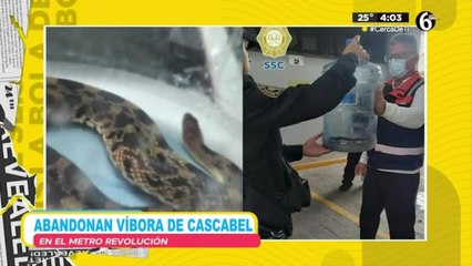 Abandonan víbora de cascabel en estación de metro