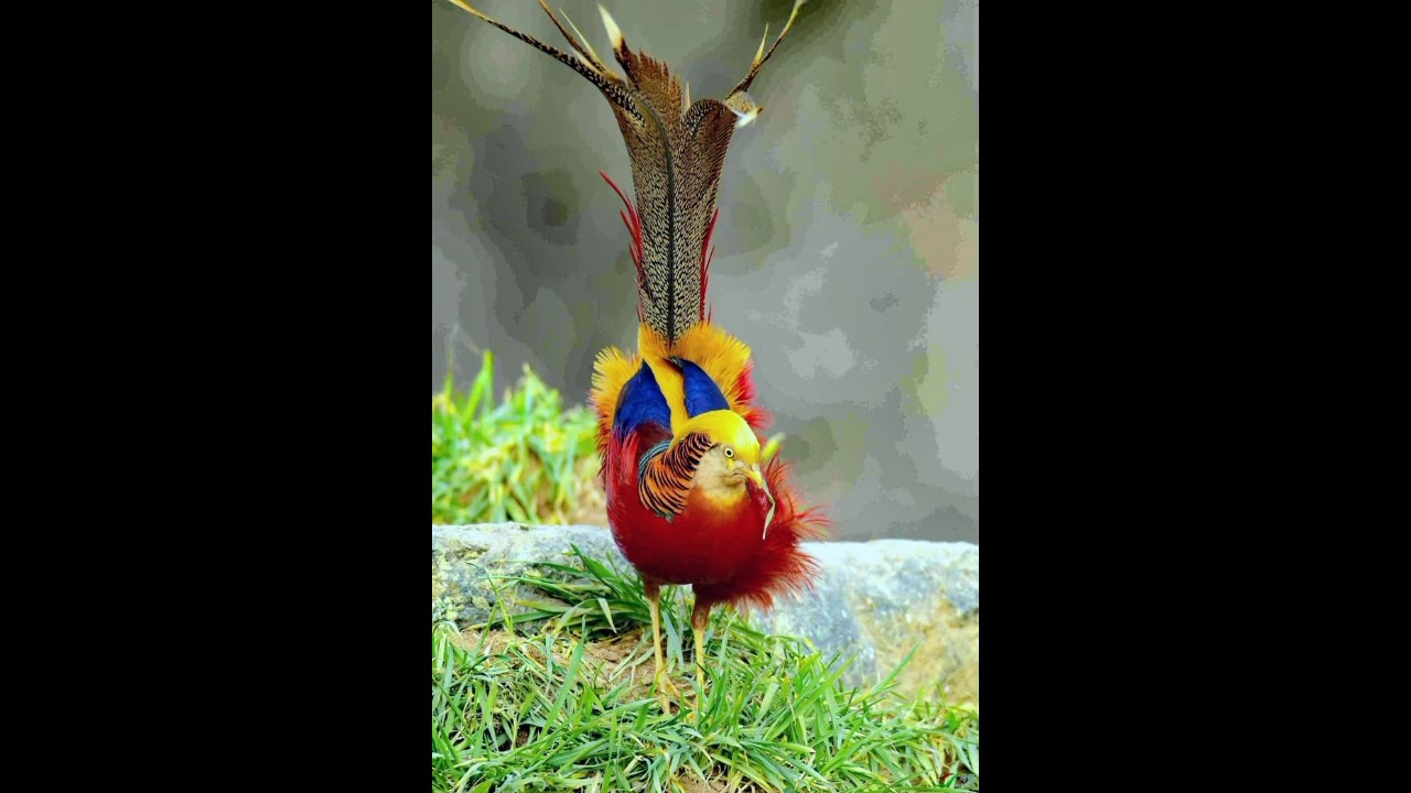 Natural birds are incredibly diverse and beautiful, showcasing a wide range of colors, patterns, and behaviors. From the vibrant plumage of a peacock to the subtle elegance of a snowy owl, each species offers its own unique charm. Their beauty often lies