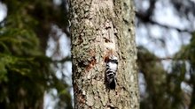 The Lesser Spotted Woodpecker: Close Up HD Footage (Dendrocopos minor)