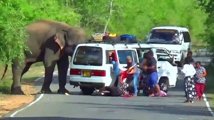 Heart-Pounding Elephant Attack: Van Passenger's Incredible Survival Story