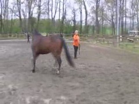 Travail en longe suite