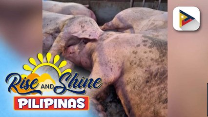 Mga baboy na naharang sa Malanday, Valenzuela, nag-positibo sa ASF