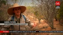 Así es como el Rancho 'Cacachilas' ayuda a restaurar la naturaleza en La Paz