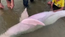 볼리비아 강둑에 갇힌 분홍돌고래 주민들이 구조 / YTN