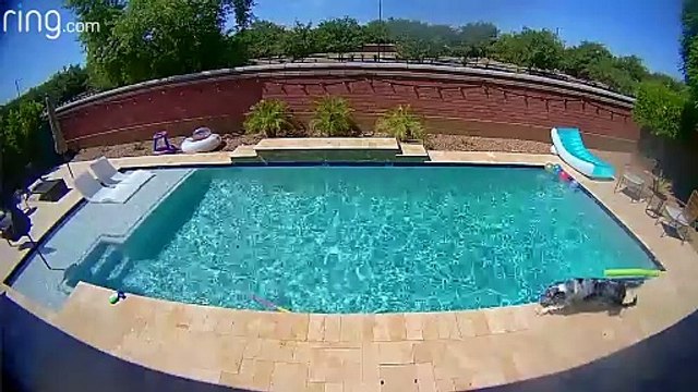 Ring.com camera catches naughty dogs in the home