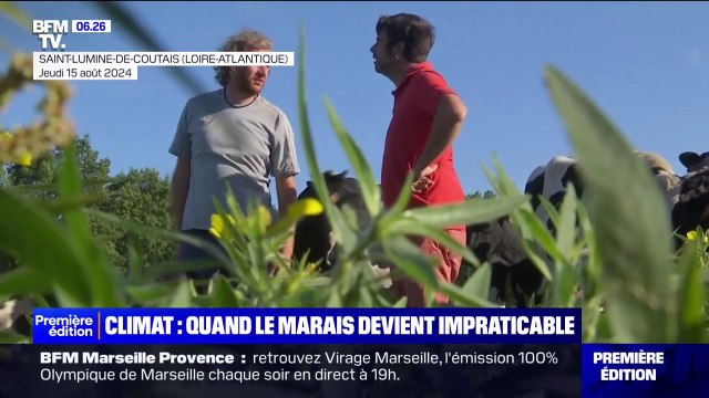 Climat: la jussie, plante invasive qui perturbe l'activité des agriculteurs dans les marais