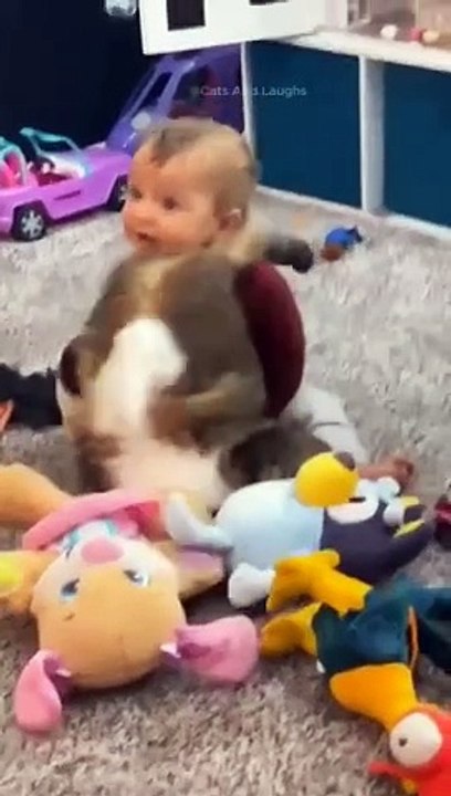 funny cats episode 136