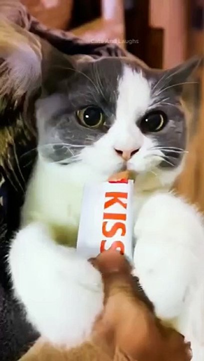 funny cats episode 137