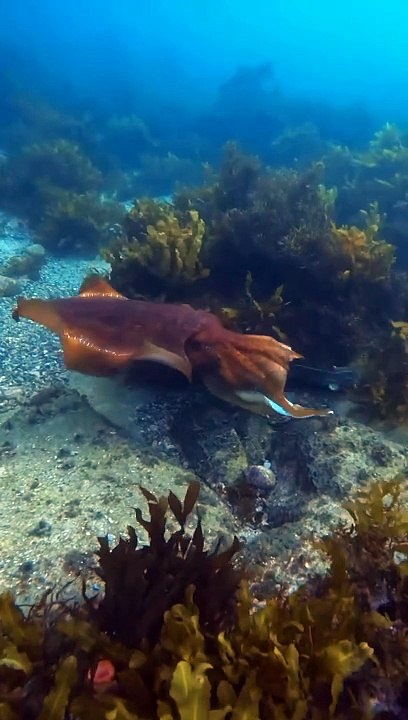 Marine Animals | Ocean Giants |   | Sea Life Explorer