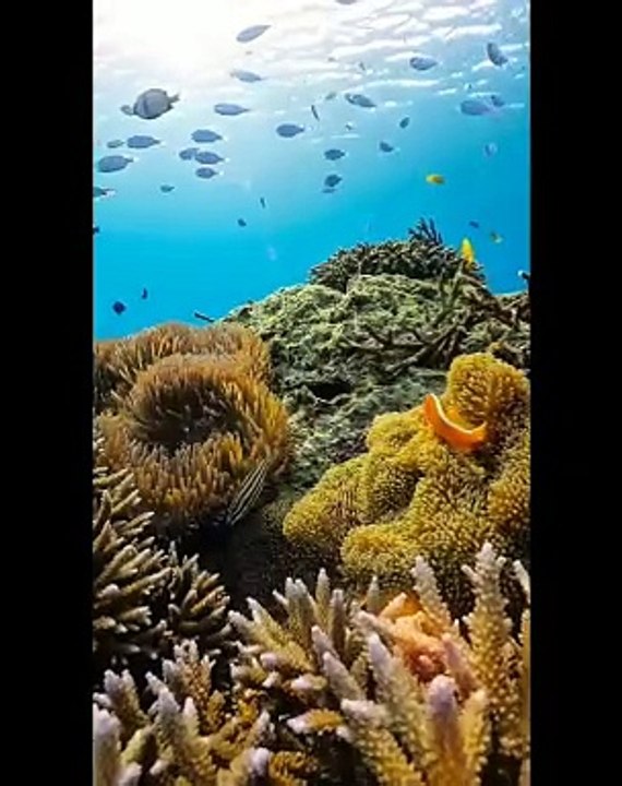 Aquatic Life | Beautiful ❤️ Ocean  | Sea Life Explorer