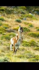 Hungry lion,,, Lion much try to catch deer but not success