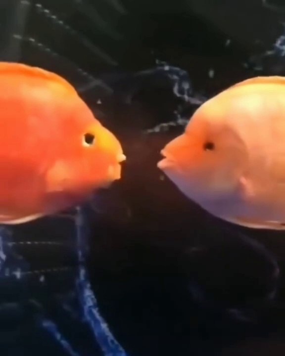 Aquatic Life |  fish   | Beautiful ❤️ Creations | Sea Life Explorer