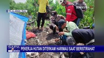 Pekerja HTI di Pelalawan Riau Diterkam Harimau saat Beristirahat