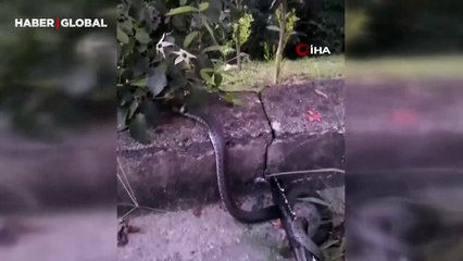 Oflu'nun yılanla imtihanı kamerada: "Normalde yılanları öldürürüm, ezan okununca öldürmedim"