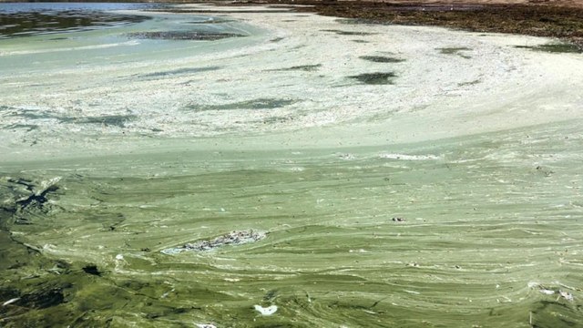 Eğirdir Gölü'nde alg patlamasının ardından yeni tehlike...