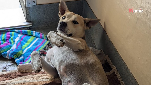Hund übernachtet um Zwinger: An nächsten Morgen sind die Pfleger fassungslos