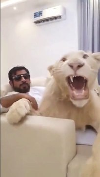 Avoir un lion comme animal de compagnie... un peu flippant