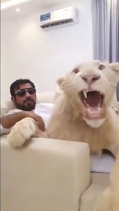 Avoir un lion comme animal de compagnie... un peu flippant