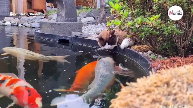Kot leży nad stawem z rybami. Nie spodziewa się, że za chwilę dostanie mokrego buziaka! (video)