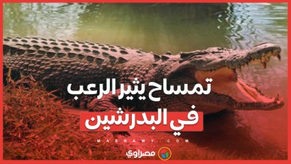 تمساح يثير الرعب في البدرشين… ما القصة؟