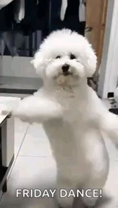 friday dance