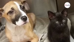 Ratownik wezwany do bezdomnego szczenięcia jest wstrząśnięty, kiedy widzi, co jeszcze kryje się za śmietnikiem