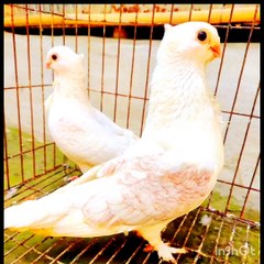 Beautiful Naat Sharif & New Islamic Naat Collection 🎶