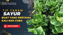 Tip Tanam Sayur Untuk Yang Pertama Kali Nak Cuba