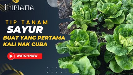 Tip Tanam Sayur Untuk Yang Pertama Kali Nak Cuba
