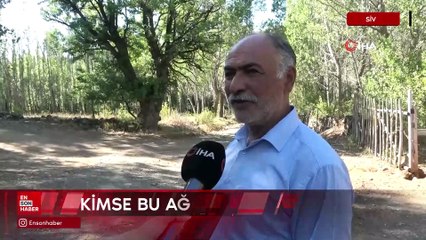 Sivas'ta 4 asırlık ağaca, korkularından ellerini süremiyorlar