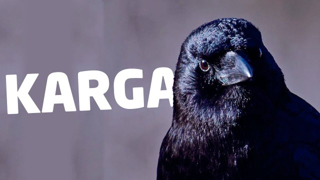 Bozkırın Kanatlı Kurtları: Kargalar