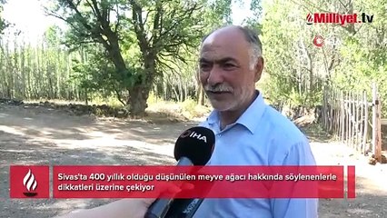 Dilden dile dolaşan ürkütücü rivayet: Bu nedenle kimse bu ağacın dalına dokunmaz