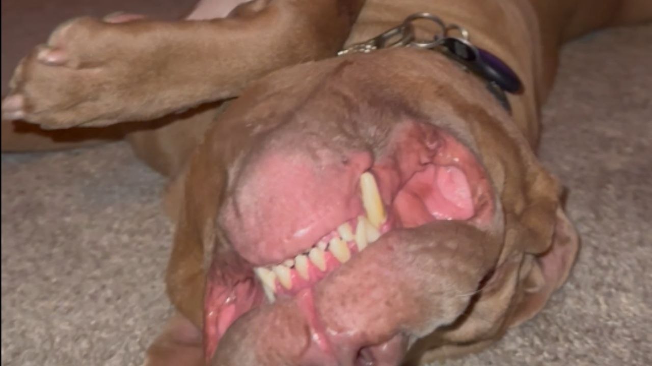 Dog enjoys a well-deserved nap after a full day of watching over home