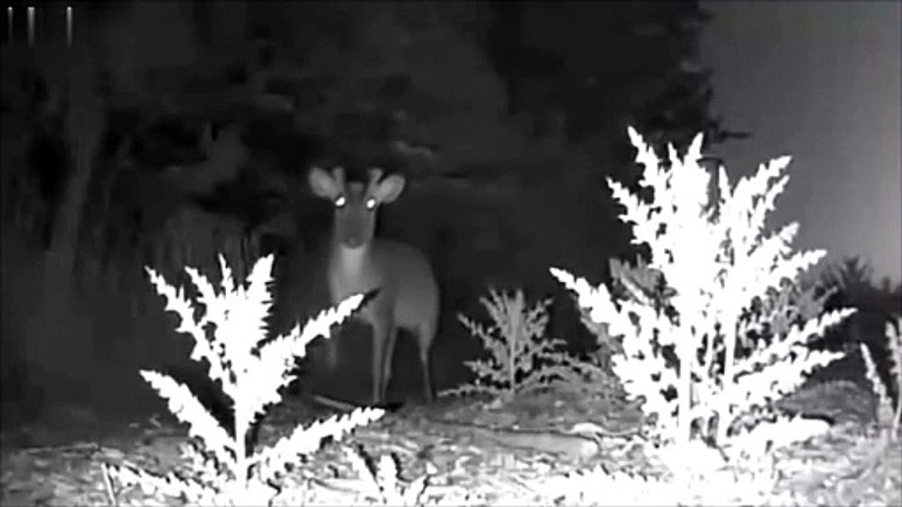 Deer detraction