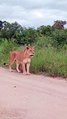 Lion_Cub_Helps_Mom_Call_Siblings
