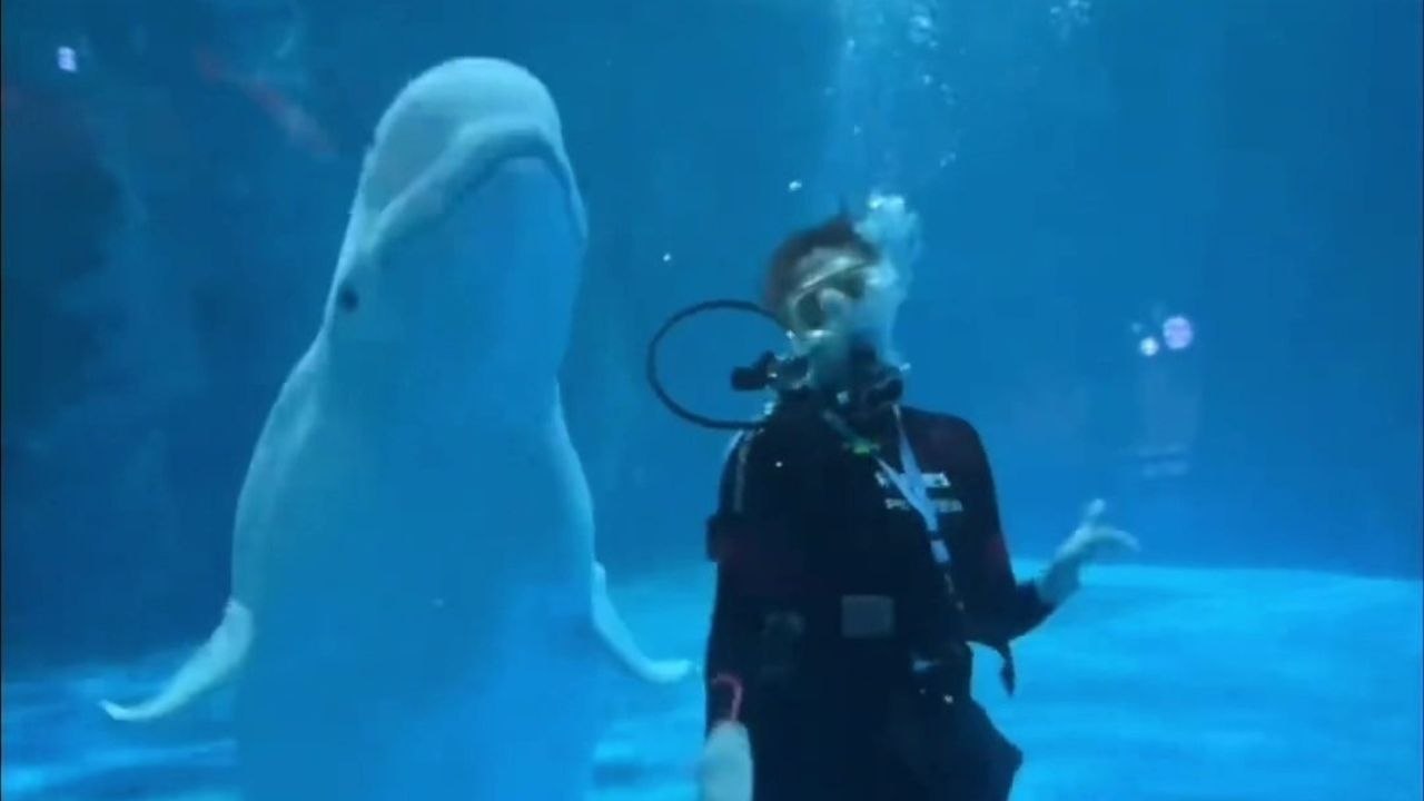Animal trainer performs synchronized underwater dance routine - with beluga whale
