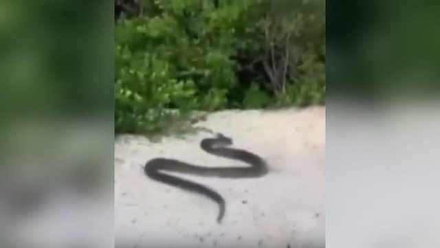 VÍDEO: Sucuri de seis metros é avistada passeando na praia e assusta banhistas