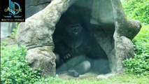 a massive gorilla looms with an air of quiet dominance. Its broad shoulders and muscular frame are highlighted by the flickering shadows cast from a small, distant light