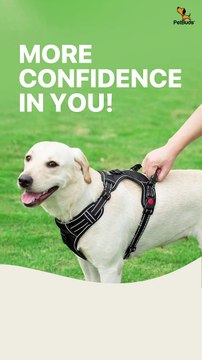 Adjustable No Pull Dog Harness Padded Protection With Free 5ft Heavy Duty Dog Leash Best Dog Harness UK