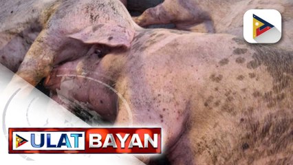 Bilang ng mga baboy na naharang ng BAI na nagpositibo sa ASF, pumalo na sa 188