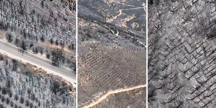 İzmir Belediyesi, orman yangınlarının ardından ağaçlandırma çalışmalarını başlattı