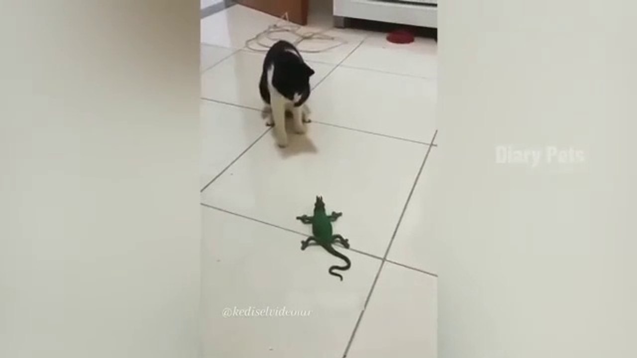 Cats funny video