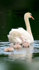 Duck with duckling Beautiful nature