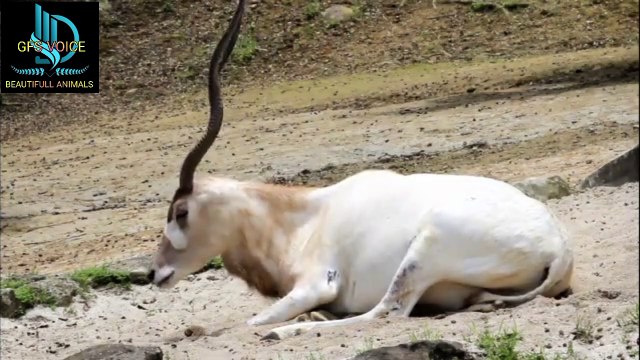 An addax sitting on the desert sand would present a tranquil and somewhat picturesque scene. The antelope's light, sandy-colored coat would blend seamlessly with the surrounding dunes, reflecting the harsh sunlight. Its long, twisted horns, adapted for de