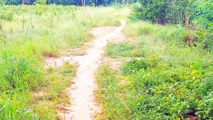 Đất Dầu Tiếng | bán gấp 2.7ha cao su 7 năm tuổi chưa cạo giá rẽ#576