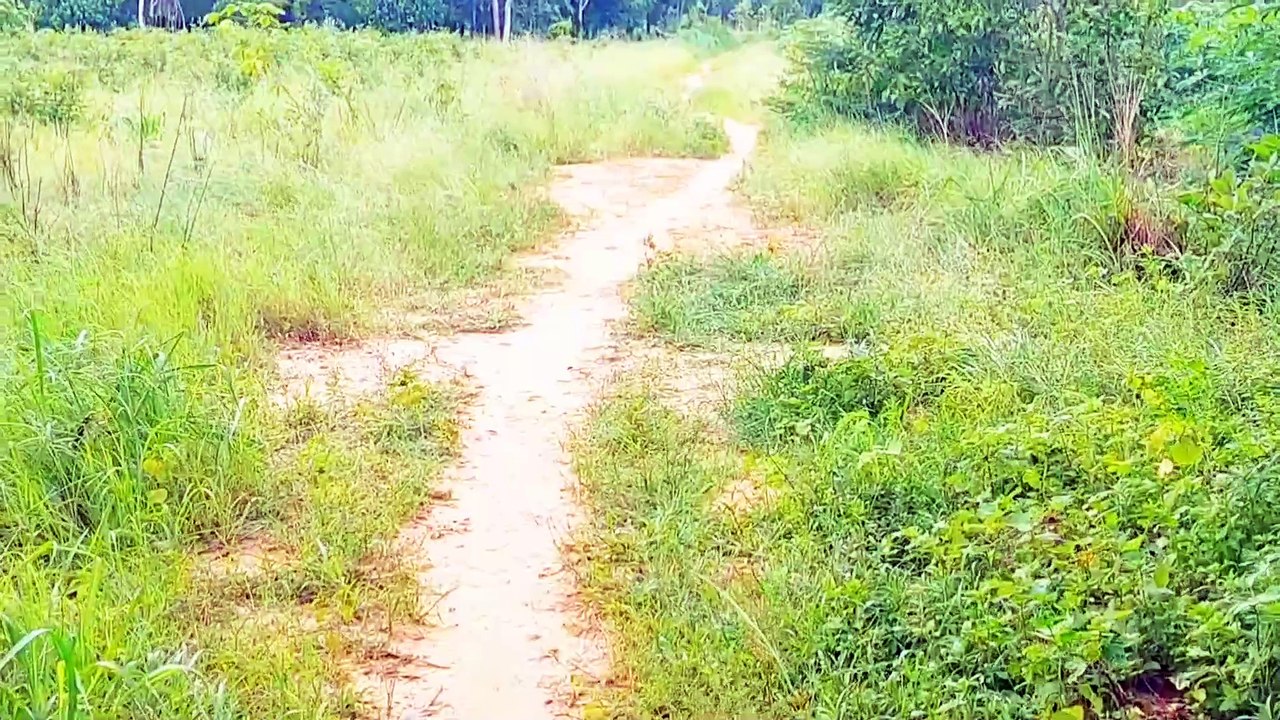 Đất Dầu Tiếng | bán gấp 2.7ha cao su 7 năm tuổi chưa cạo giá rẽ#576