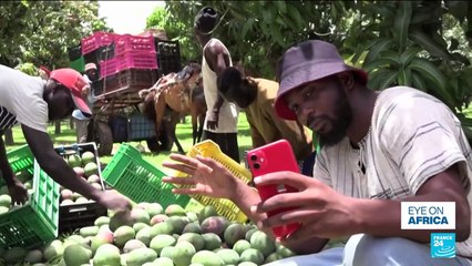 Farmtok: Senegalese agro-influencers find likes can turn into sales