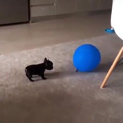 Part  4 dogs  playing game